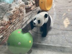 -辛玛王国游乐园