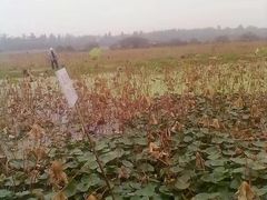 -三圣花乡旅游区