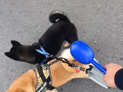 -八公叔叔宠物美容连锁(春申店)