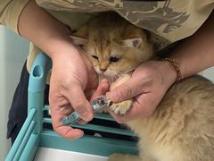 -猫宠乐园·专业洗护