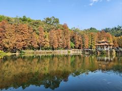 -深圳仙湖植物园