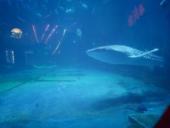 -烟台海昌鲸鲨海洋公园