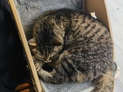 -伟伟宠物医院·瑞派猫友好医院·猫科(光谷店)