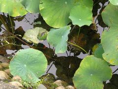 -四川大学(华西校区)