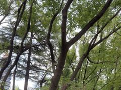 -听松楼·花园酒店·自助餐厅(红梅公园店)