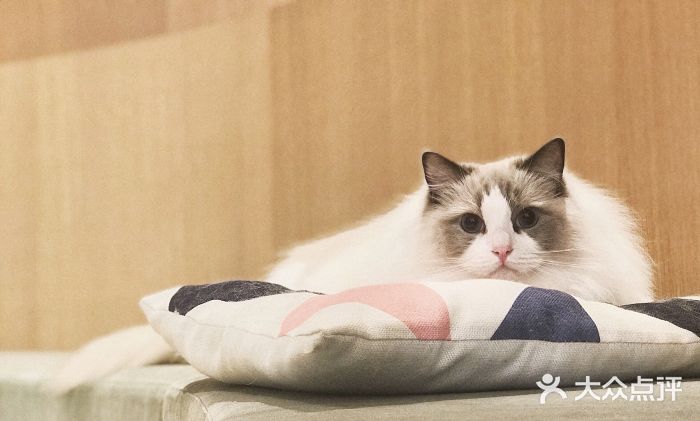 CAT’S MEWSTAR CAFE·喵星球猫屋(晴湾咖啡店)小可爱图片
