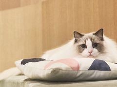 小可爱-CAT’S MEWSTAR CAFE·喵星球猫屋(晴湾咖啡店)
