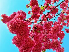 -洛龙公园