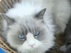-鼓捣猫呢主题猫咖店