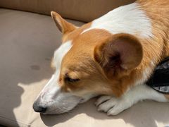 -老梦面包CHEZMOREL(麦子店)