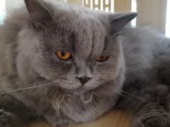-猫和宫(六道口店)