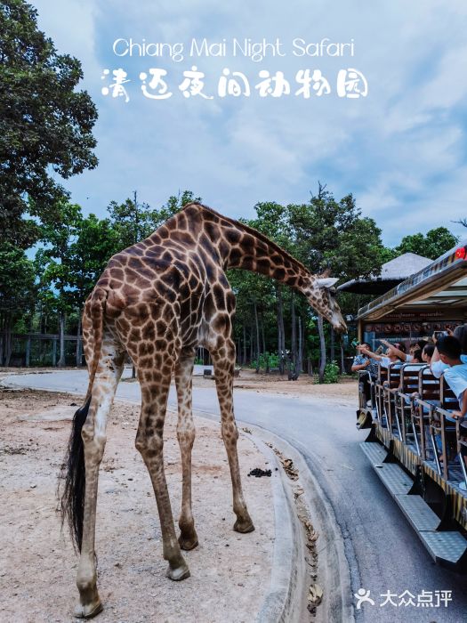 清迈夜间动物园图片