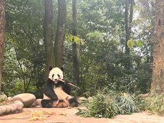 -中国大熊猫保护研究中心雅安碧峰峡基地