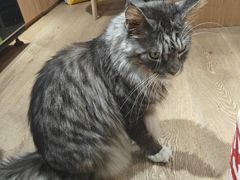 -MOCHA明星猫咖(田子坊店)