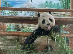 -西霞口神雕山野生动物世界