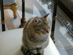 -宠爱国际动物医院·消化内科·心肾内科·ISFM猫友好(望京店)