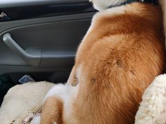 -宠爱国际动物医院· 猫科· 外科·中兽医(长白店)