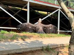 -西霞口神雕山野生动物世界