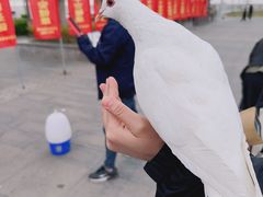 -天津妈祖文化园