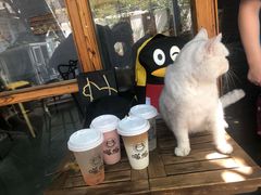 -喵屿·大理花园猫咖