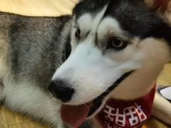 -Husky Go! 哈士奇体验馆·宠物咖啡厅狗咖
