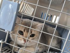 -伟伟宠物医院·瑞派猫友好医院·猫科(光谷店)