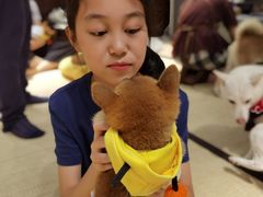 -逗柴咖啡屋·狗咖猫咖宠物桌游