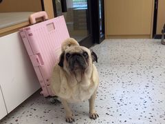 -瑞派康怡24h宠物医院·犬猫医疗中心·微创绝育(瑞景分院)