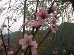 桃花-汉中石门栈道景区