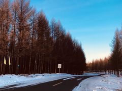 -乌兰布统景区-白桦林