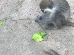 -泉州海丝野生动物世界