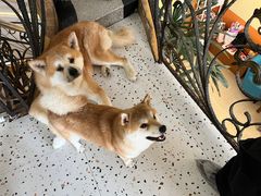 -喜柴咖啡·柴犬狗咖