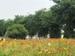 -鹅湖玫瑰文化园