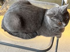 -共舞时光猫咖·狗咖(新街口店)