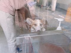 -翊宠yipet猫狗购宠庄园犬舍•猫舍