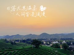 -白茶原·一片叶子