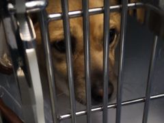 -顺强宠物诊所·狂犬免疫·夜诊·骨科(嘉定店)
