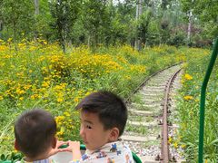 -合肥滨湖国家森林公园