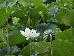 -莲花池公园