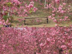 -天适樱花悠乐园