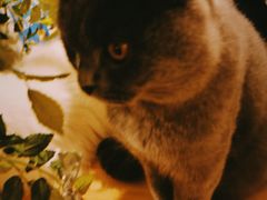 -猫色咖啡·猫咖