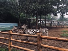 -大连森林动物园