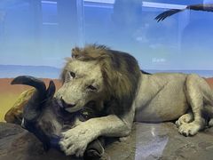 -国家自然博物馆