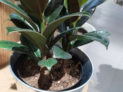 -鹿岛会员店 (龙湖三千集天街店)