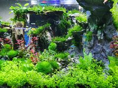 -花鸟鱼虫鲜花绿植市场(玉泉路店)