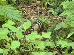 -五营红松林海景区