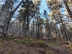 -五营红松林海景区