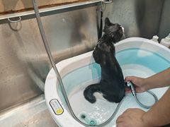 -PETKIT小佩宠物·低压洗护(国顺东路店)