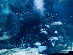 -暹罗海洋世界