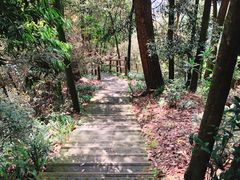 -缙云山景区
